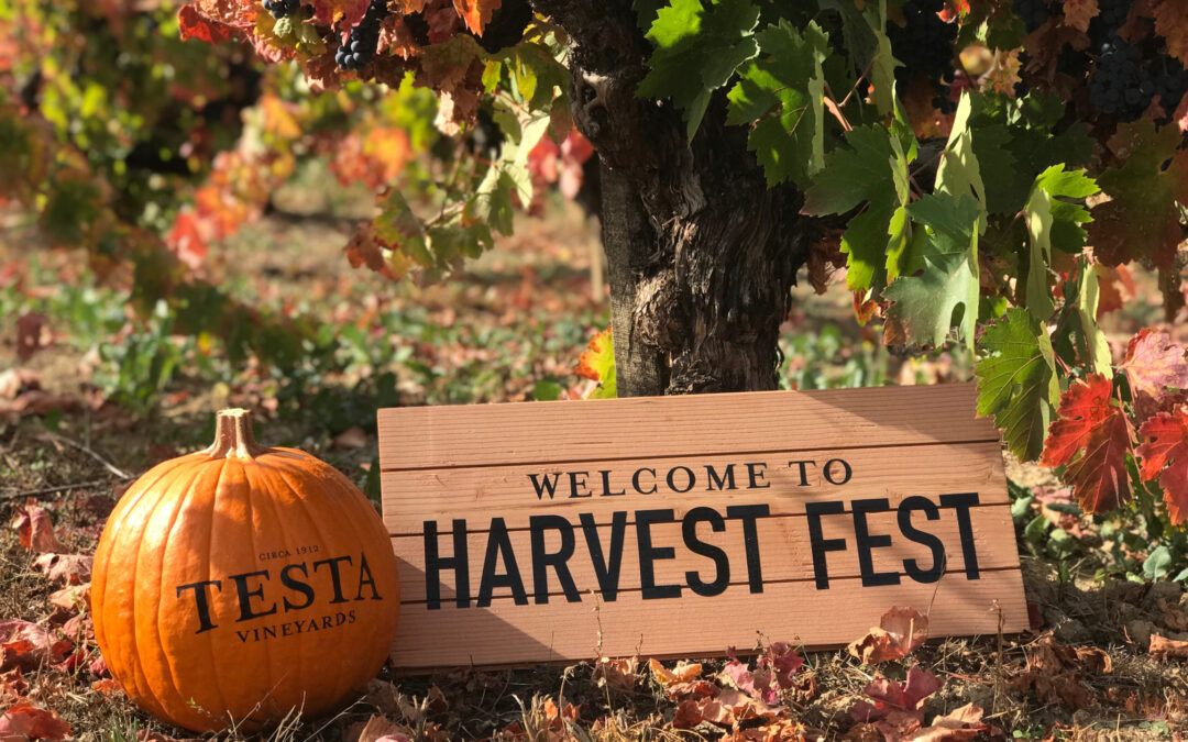 Harvest Fest at Testa!